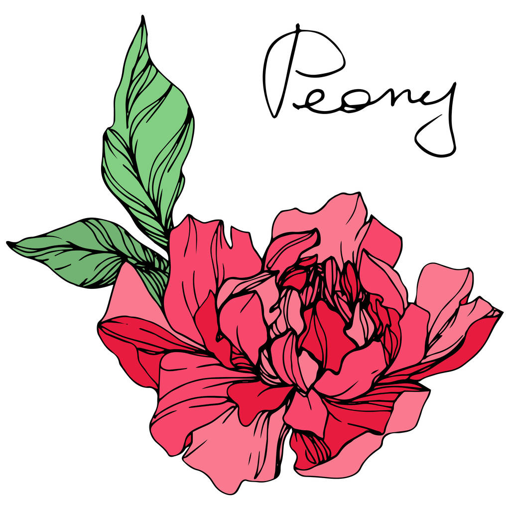 Vector isolated living coral peony flower with green leaves and handwritten lettering on white background. Engraved ink art.  - Vector, Image