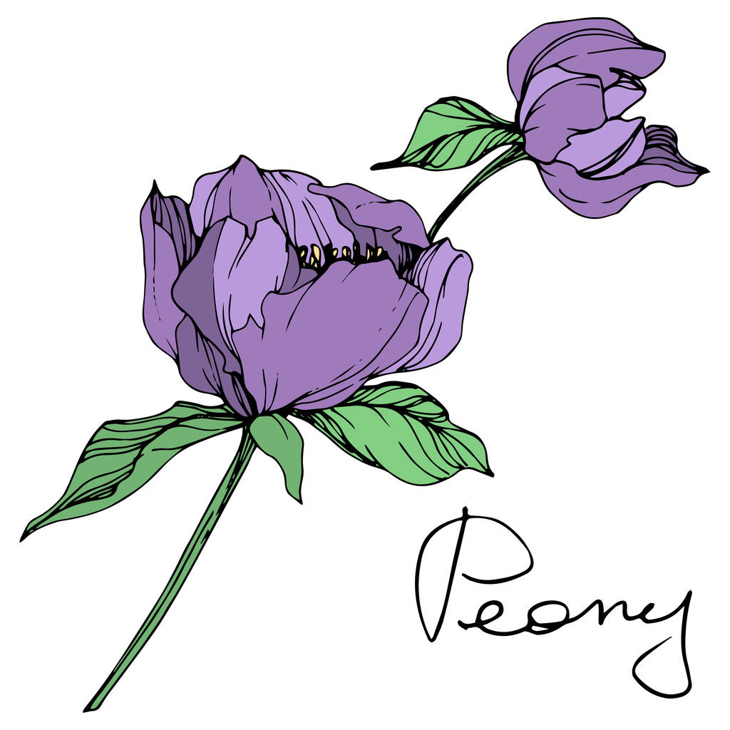 Vector geïsoleerd paarse pioenrozen met groene bladeren en handgeschreven peony belettering op witte achtergrond. Gegraveerde inkt kunst.  - Vector, afbeelding