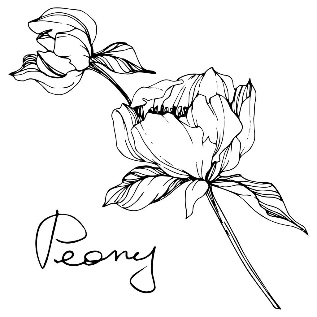 Vector aislado monocromo peonía flor boceto y letra manuscrita sobre fondo blanco. Arte de tinta grabada
.  - Vector, Imagen