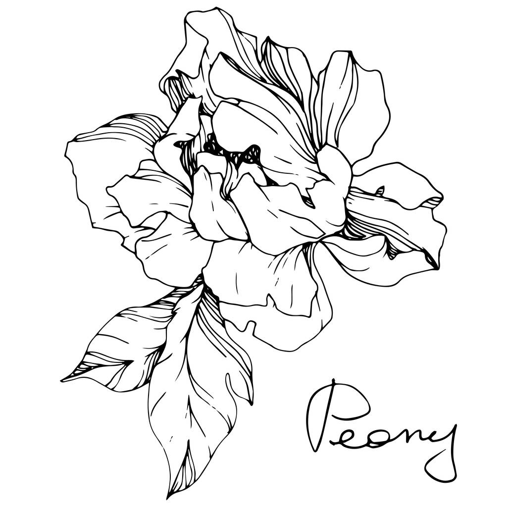Vektor izolované monochromatický Pivoňka květ skica a ručně psané písmo na bílém pozadí. Ryté inkoust umění.  - Vektor, obrázek