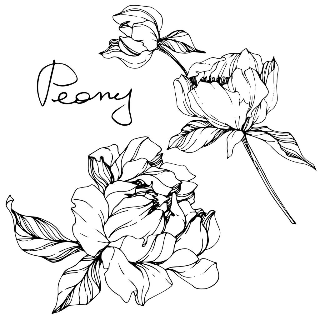 Vetor isolado monocromático peônia flor esboço e letras manuscritas sobre fundo branco. Tinta gravada arte
.  - Vetor, Imagem