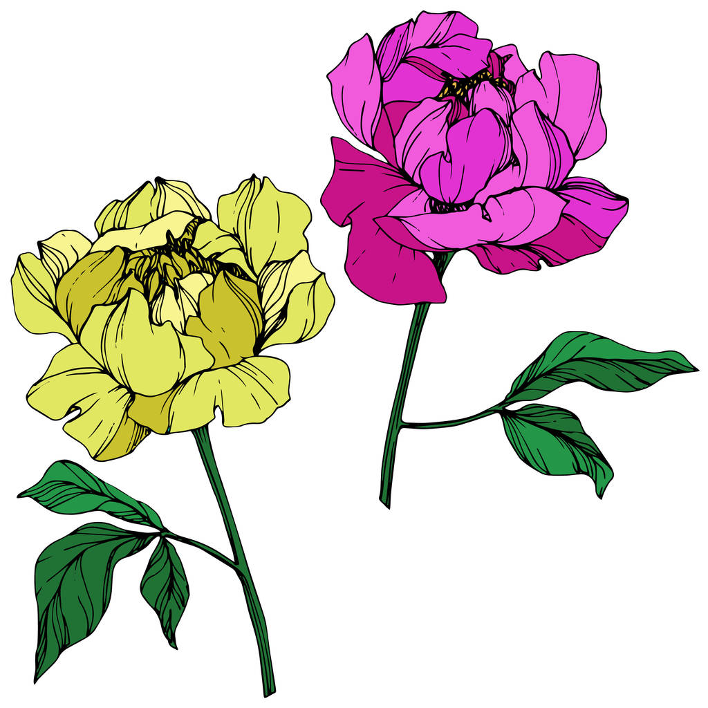 Vector isolated yellow and purple peonies with green leaves on white background. Engraved ink art.  - Vector, Image