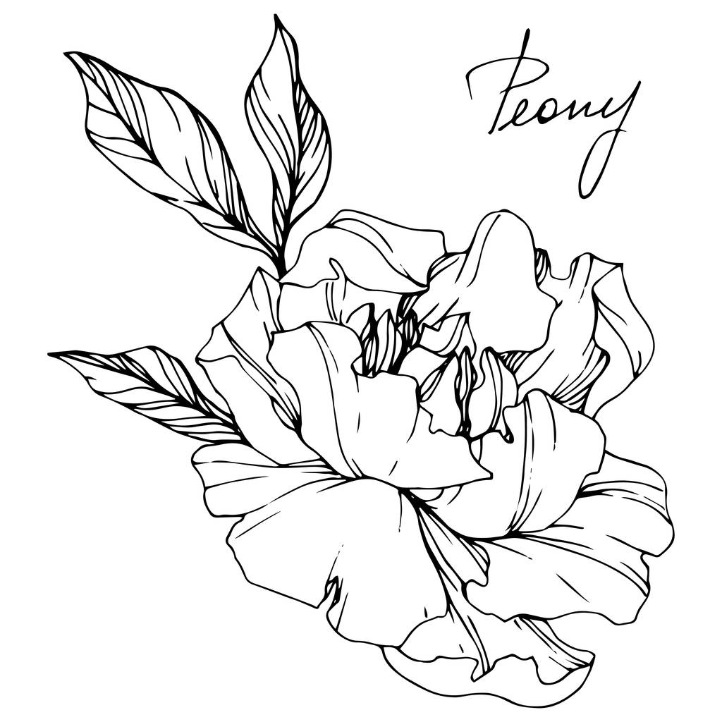 Croquis vectoriel isolé de fleurs de pivoine monochrome et lettrage manuscrit sur fond blanc. Encre gravée art
.  - Vecteur, image