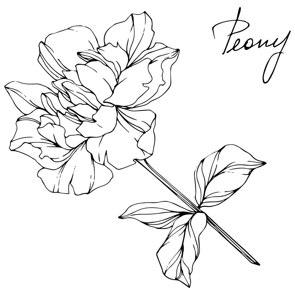 ベクトル分離白黒牡丹の花スケッチと白い背景の手書きレタリング 刻まれたインク アート ロイヤリティフリーのベクターグラフィック画像