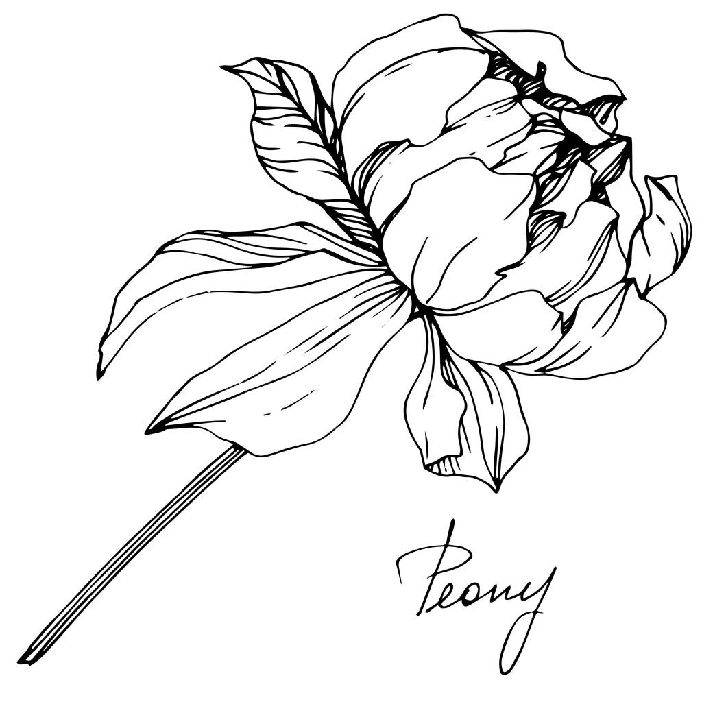 Vektor elszigetelt fekete-fehér bazsarózsa virág vázlat és kézzel írott betűkkel fehér alapon. Vésett tinta art.  - Vektor, kép
