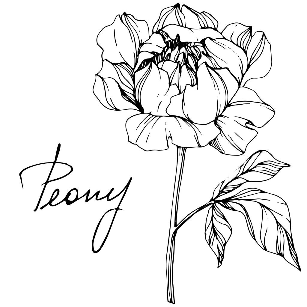 Croquis vectoriel isolé de fleurs de pivoine monochrome et lettrage manuscrit sur fond blanc. Encre gravée art
.  - Vecteur, image