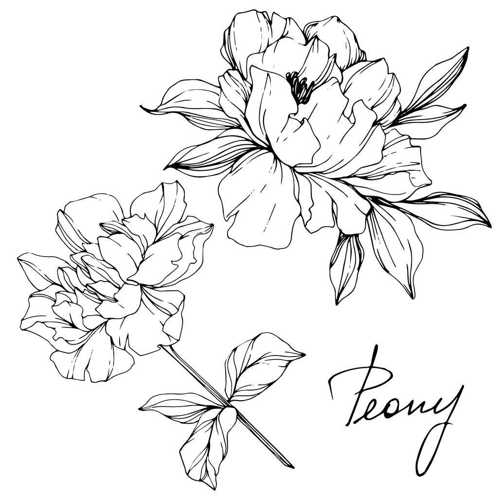 Vektor izolované monochromatický Pivoňka květiny skica a ručně psané písmo na bílém pozadí. Ryté inkoust umění.  - Vektor, obrázek