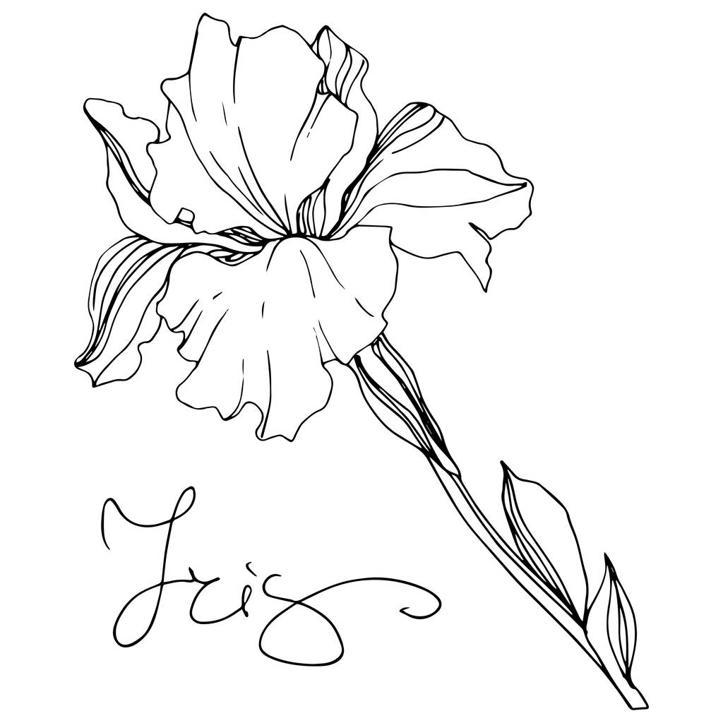 Ilustração isolada da flor da íris do vetor monocromático no fundo branco
 - Vetor, Imagem