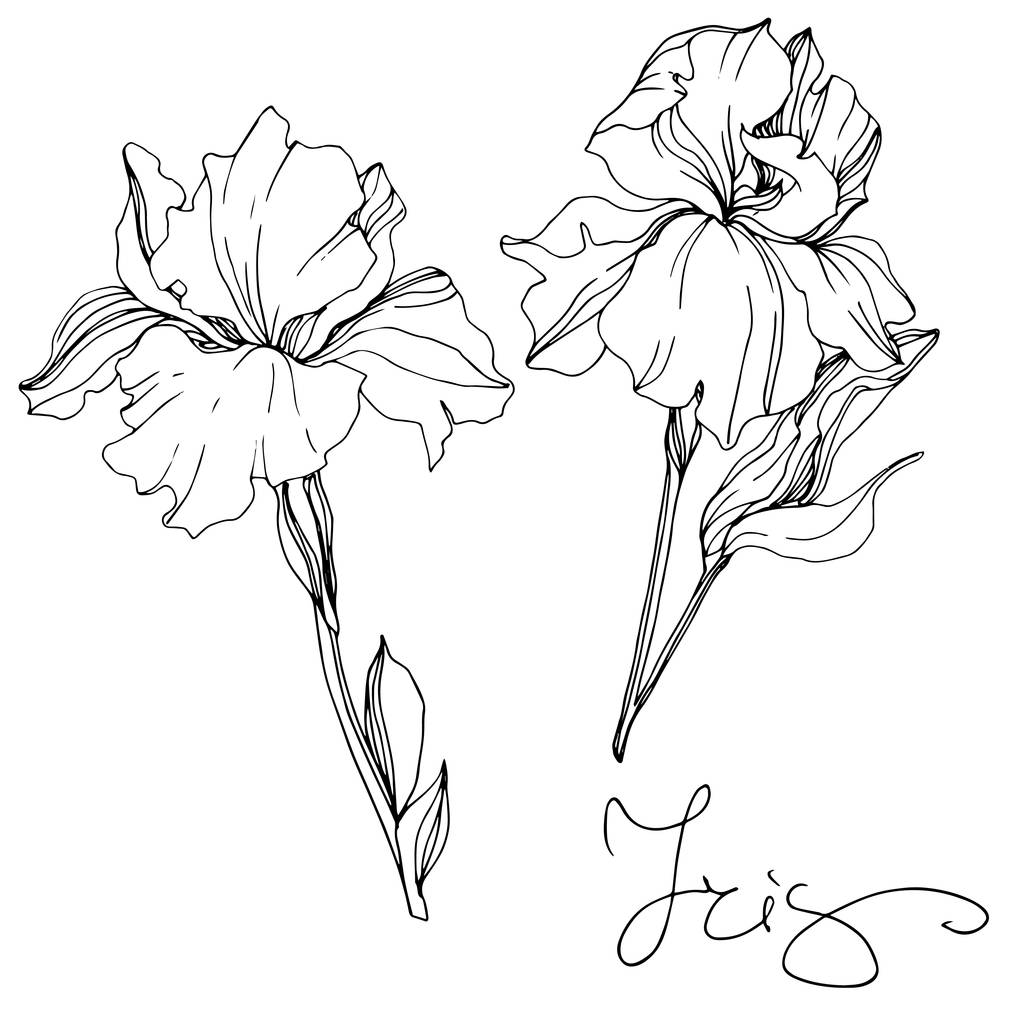 Ilustración de iris aislados vectoriales monocromáticos sobre fondo blanco
 - Vector, Imagen