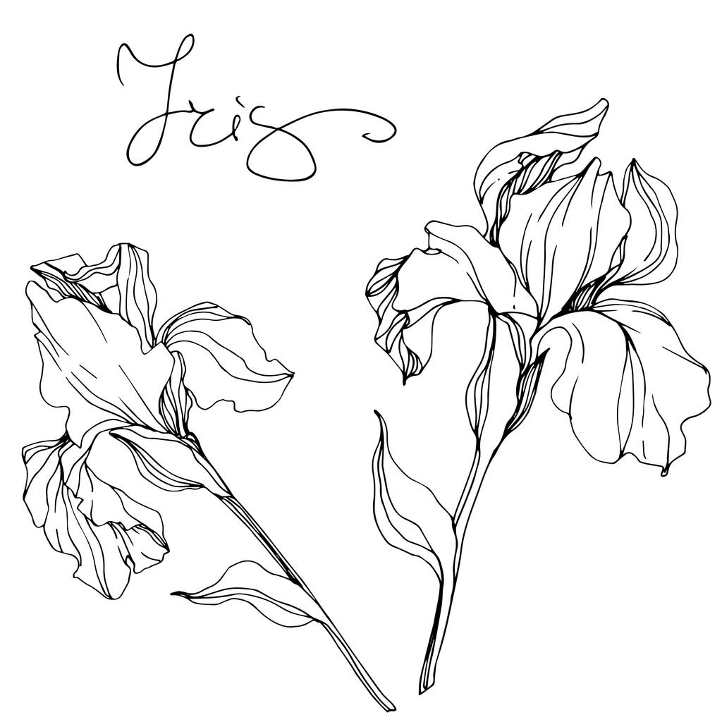 Vectorillustratie monochroom geïsoleerde irissen op witte achtergrond - Vector, afbeelding