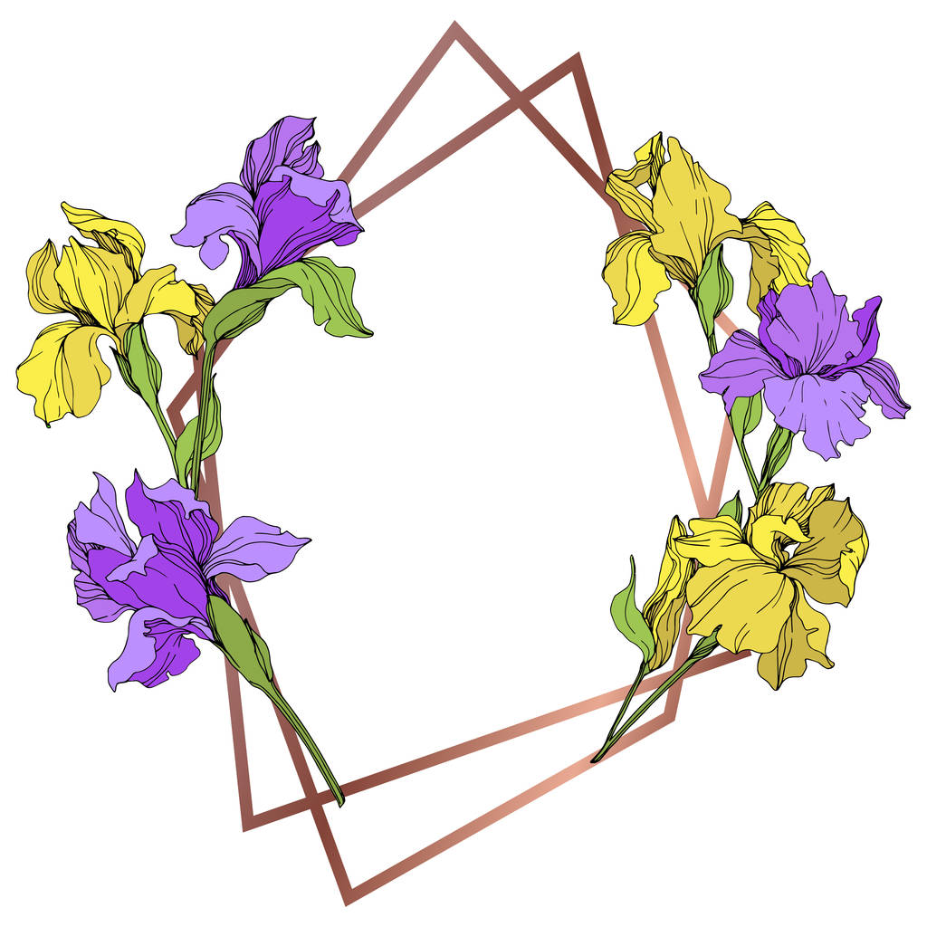 Gele en paarse geïsoleerde irissen illustratie vector. Frame grens sieraad met kopie ruimte. - Vector, afbeelding