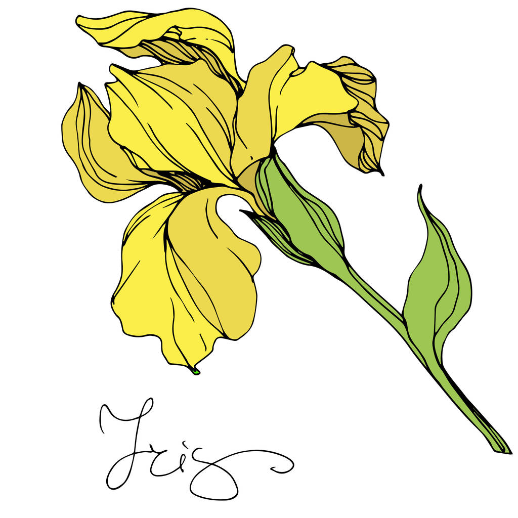 Ilustración de iris aislado amarillo vectorial sobre fondo blanco
 - Vector, imagen