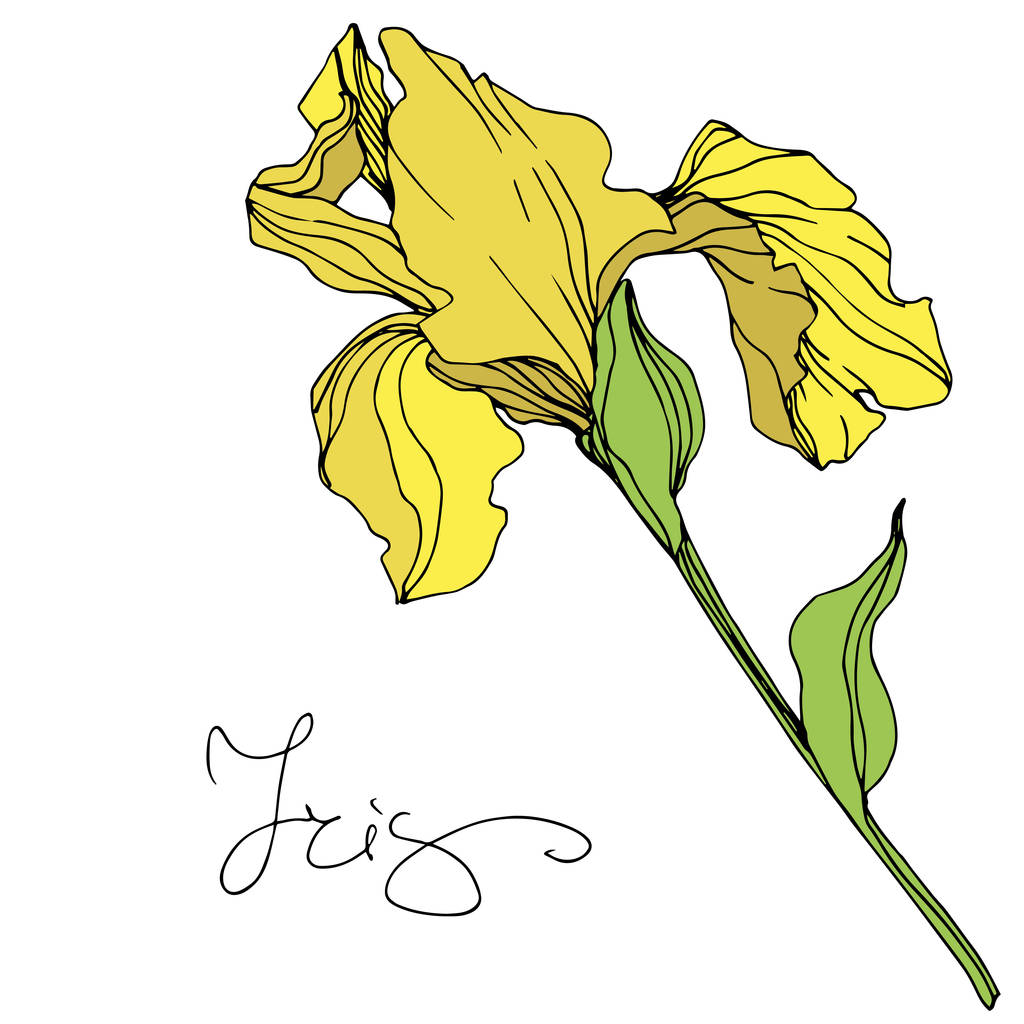 Vector yellow isolated iris illustration on white background - Vector, Image