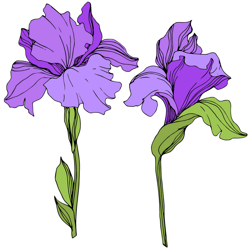 白い背景のベクトル紫分離菖蒲図 - ベクター画像