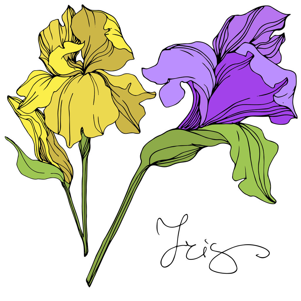 Ilustración de iris aislados vectoriales amarillos y púrpura sobre fondo blanco
 - Vector, Imagen