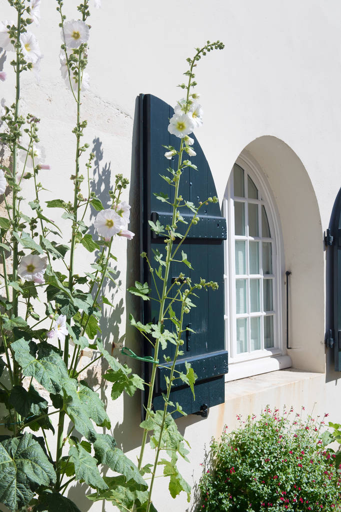 Ile de Re - Hollyhocks Branco e casa com persianas verdes - Foto, Imagem
