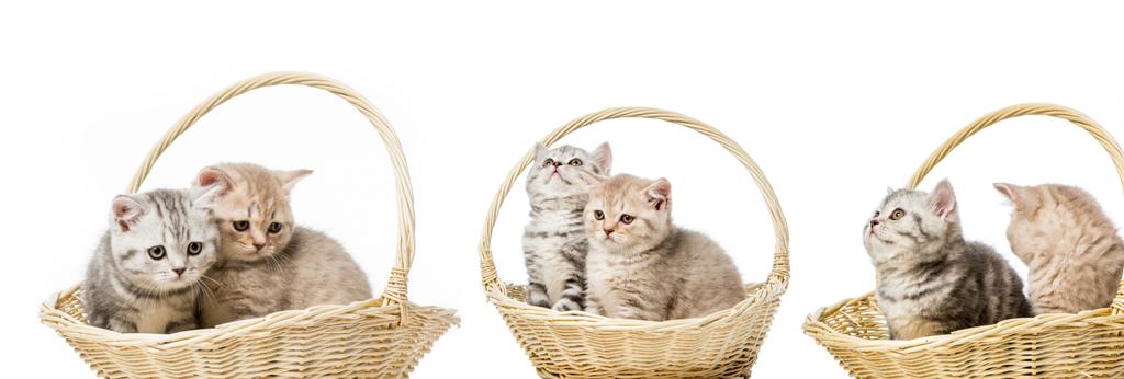 collage of cats in basket isolated on white - Photo, Image