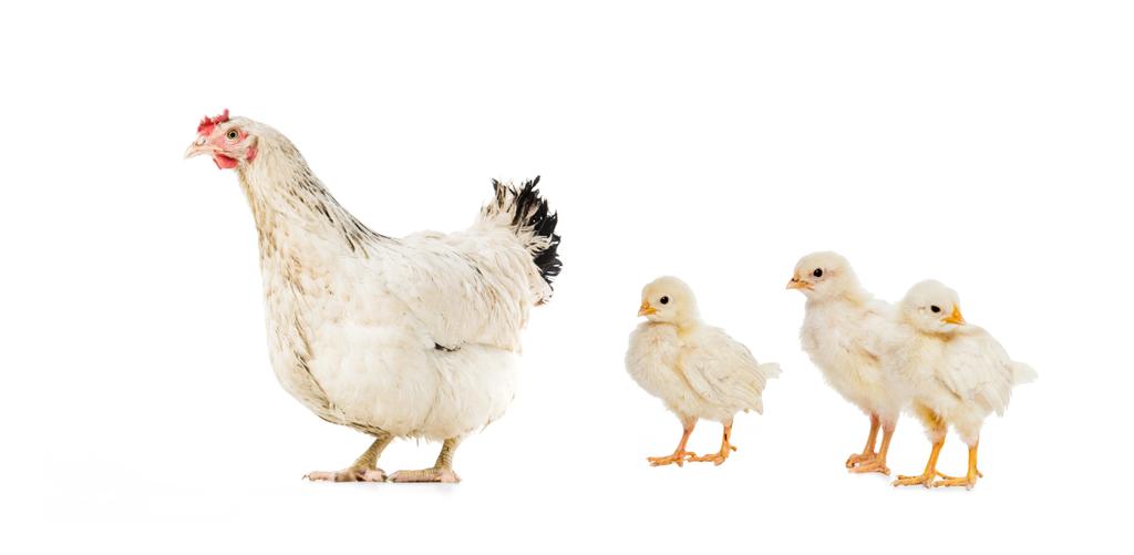 drie kippen en kip geïsoleerd op wit - Foto, afbeelding