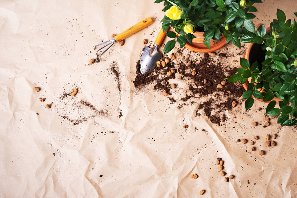 Kehys puutarhanhoito työkaluja mini Roses potin veneen paperille tausta
 - Valokuva, kuva