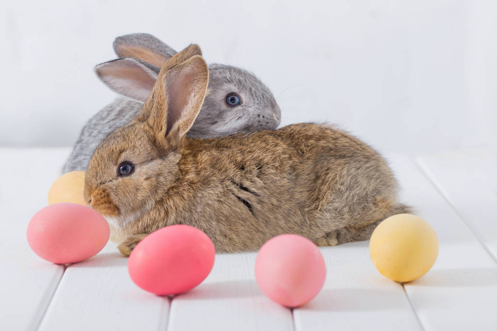 bunnyes con huevos de Pascua sobre fondo blanco
 - Foto, imagen