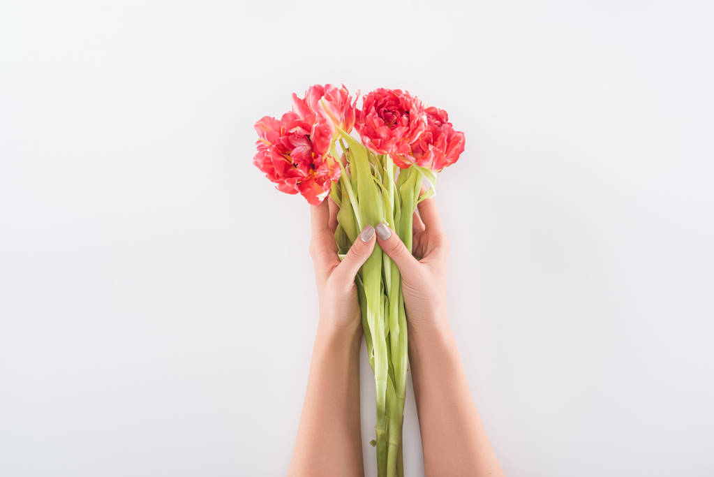 vista cortada de mulher segurando tulipas em mãos isoladas em branco
 - Foto, Imagem