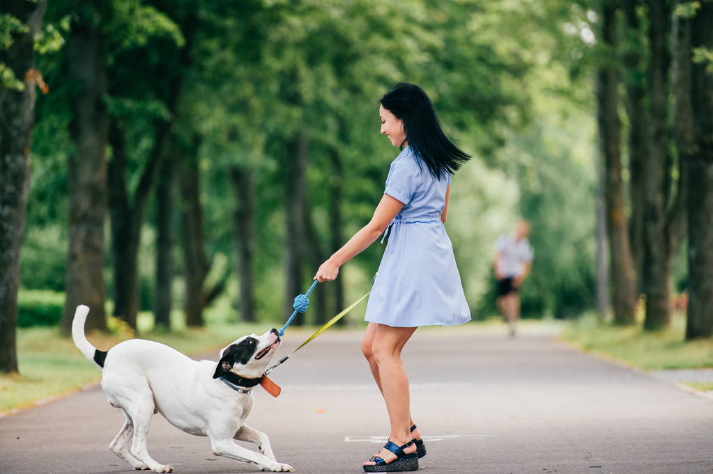cheerful young woman in blue dress with big black and white dog in summer park - Photo, Image