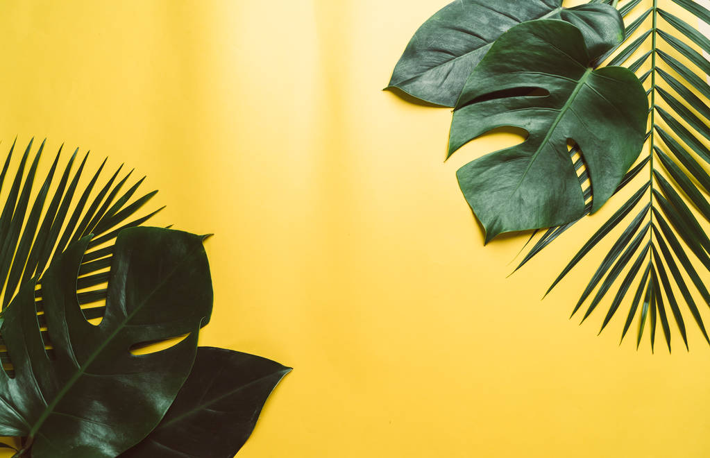 Tropical palm listy na barvu pozadí s kopií prostor - Fotografie, Obrázek
