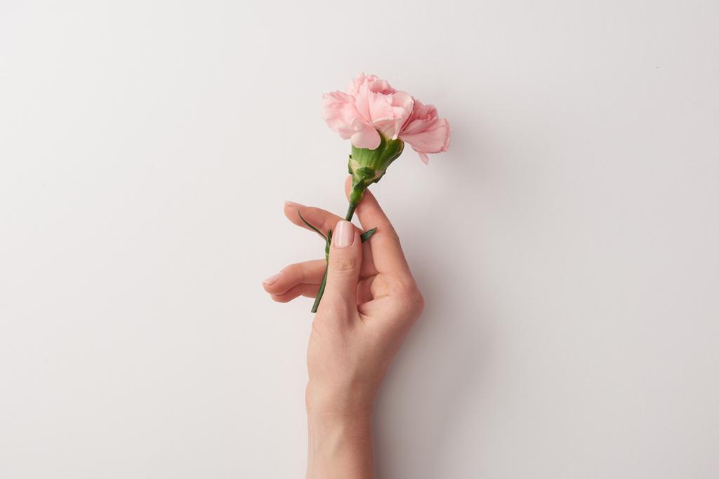 περικοπεί shot γυναίκα κρατώντας όμορφο ροζ λουλούδι που απομονώνονται σε γκρι  - Φωτογραφία, εικόνα