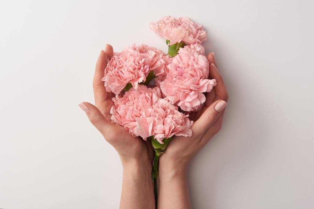 μερική άποψη της γυναίκας κρατώντας όμορφα ροζ λουλούδια γαρύφαλλο απομονώνονται σε γκρι  - Φωτογραφία, εικόνα