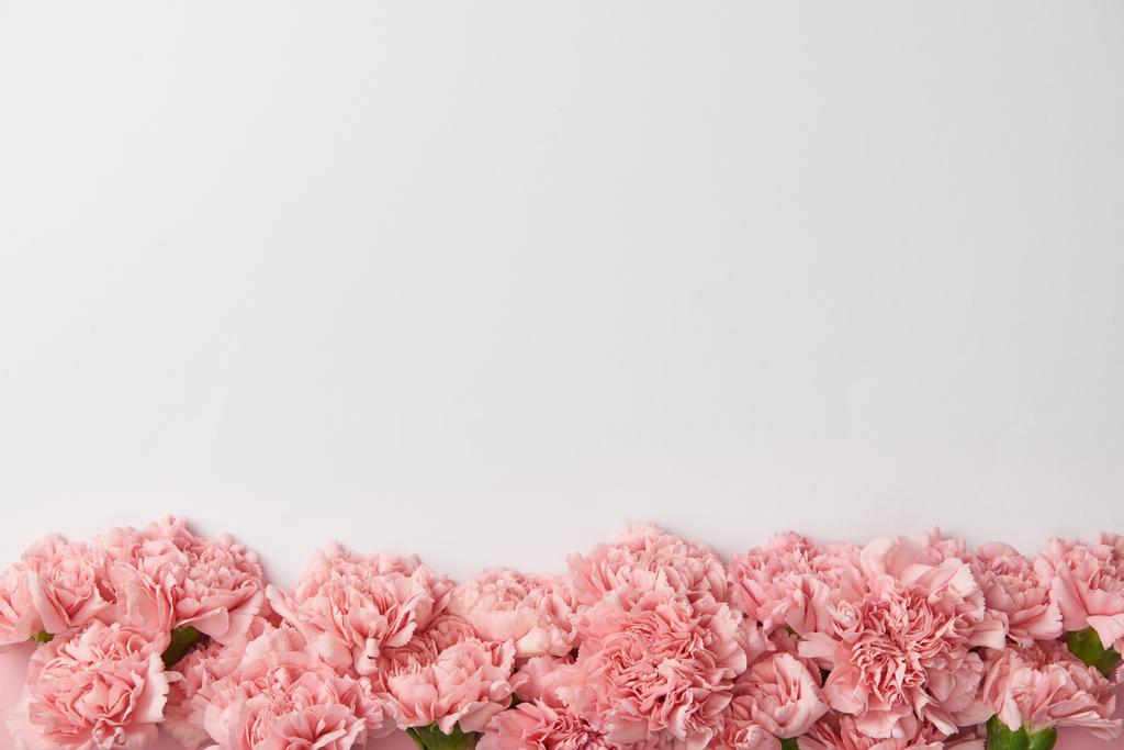güzel ihale karanfil çiçek gri arka plan üzerinde izole üstten görünüm    - Fotoğraf, Görsel
