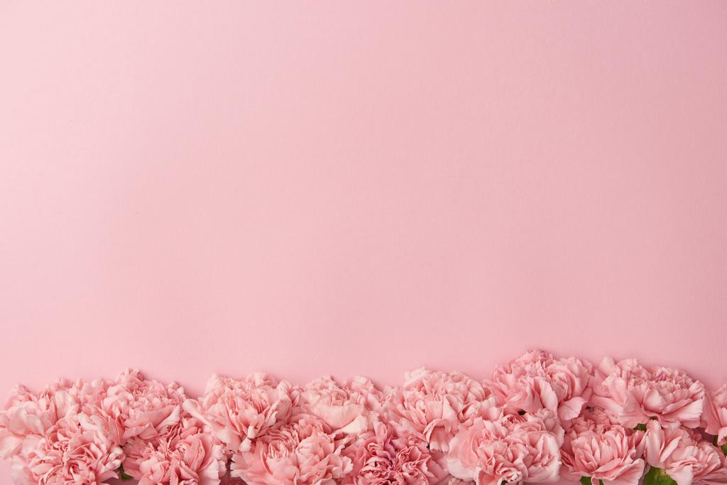 vista superior de hermosas flores de clavel tiernas aisladas sobre fondo rosa
    - Foto, imagen