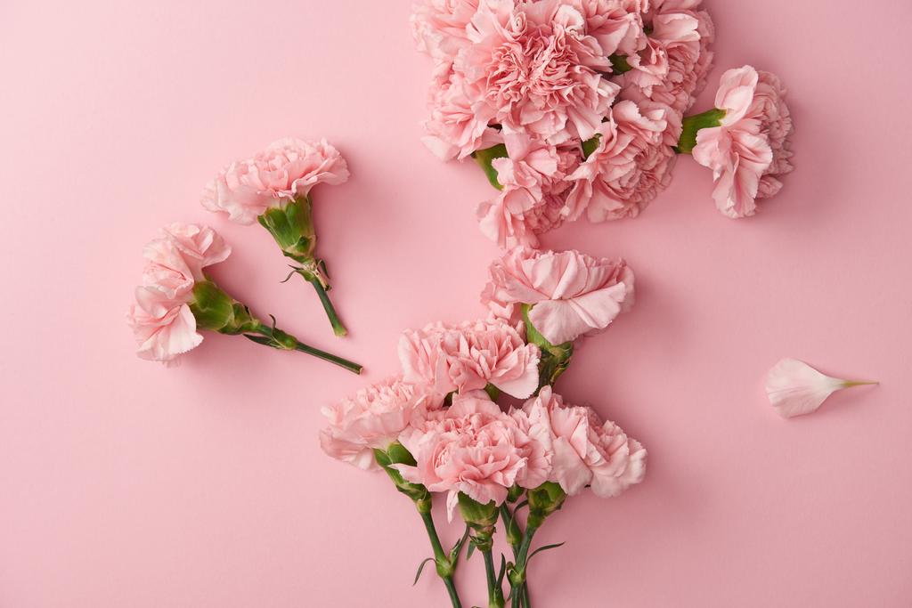 top view of beautiful pink carnation flowers isolated on pink background   - Photo, Image