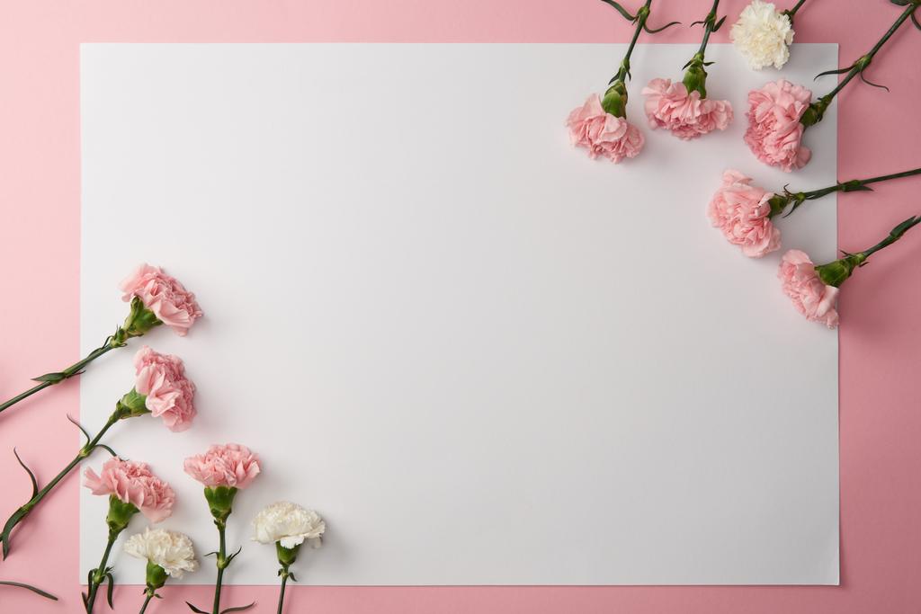 Beautiful Pink And White Carnation Flowers And Free Stock Photo and Image