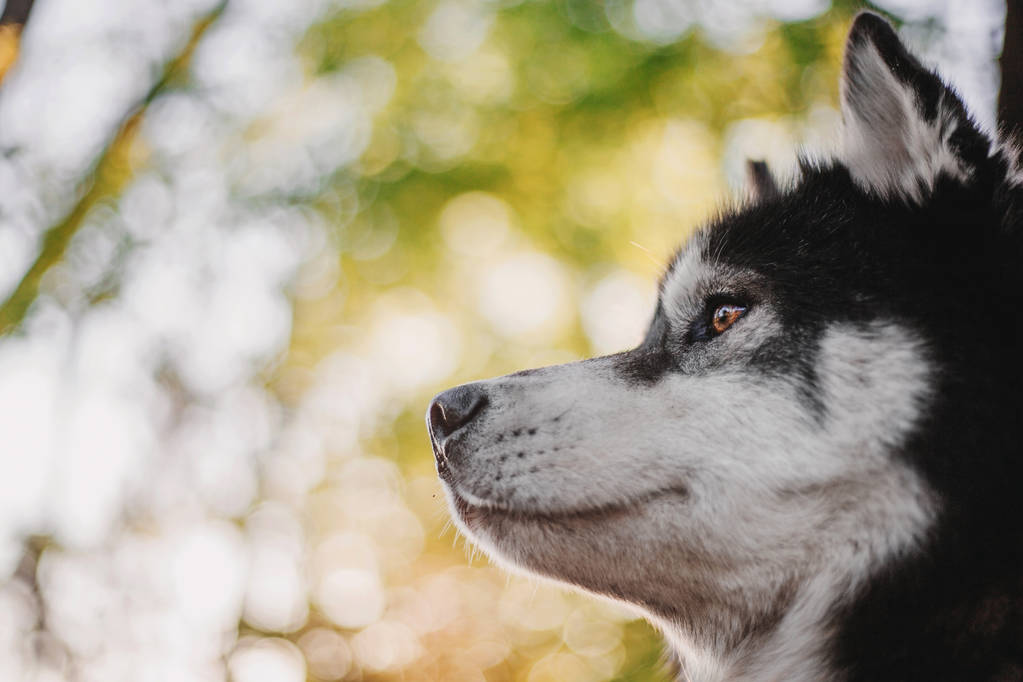 Siberiano Husky cane all'aperto
 - Foto, immagini