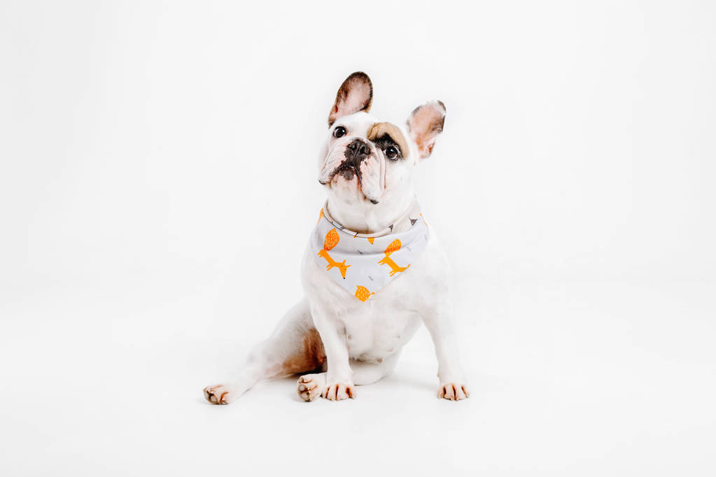 Французький бульдог. Одяг для собак. Одягнені собака ізольовані на білому тлі - Фото, зображення