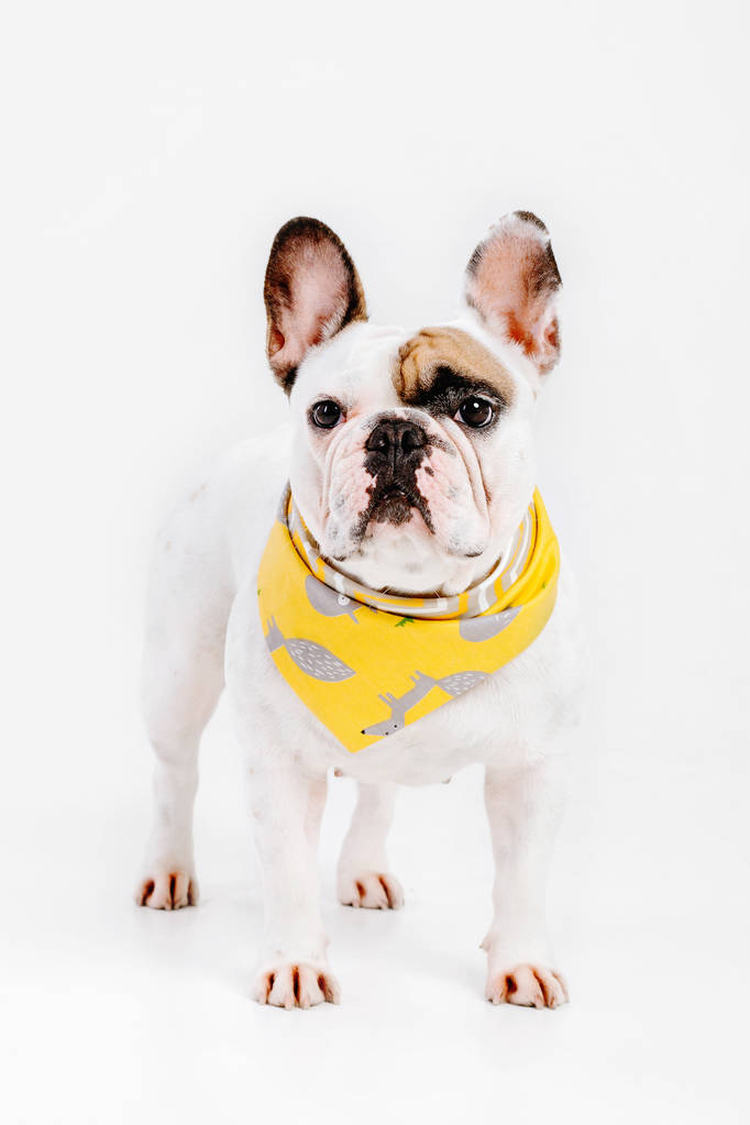 Bulldog Francês. Roupas para cães. Cão vestido isolado no fundo branco
 - Foto, Imagem