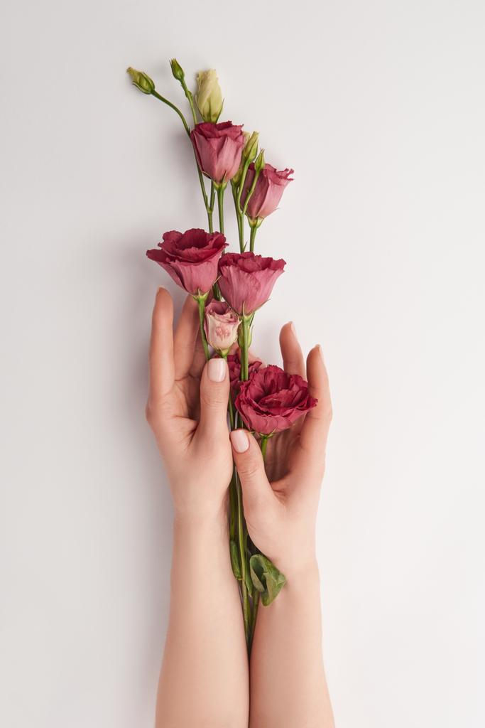 visão parcial das mãos femininas com flores roxas no fundo branco
  - Foto, Imagem