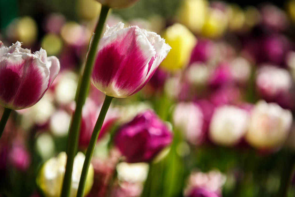 Piękne tulipany kwitną kwiaty w ogródku wiosna. Tapeta dekoracyjna z tulipany wiosną. Piękno przyrody plakat. Żywe kolory naturalne - Zdjęcie, obraz