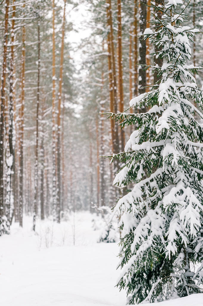 vista panoramica della bellissima foresta invernale innevata
 - Foto, immagini