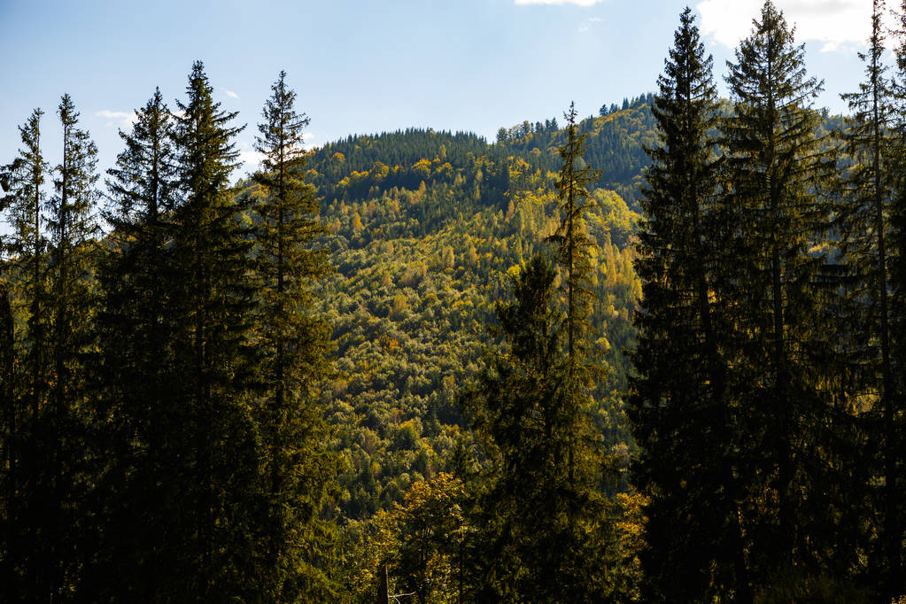 秋の美しいカルパティア山脈 - 写真・画像