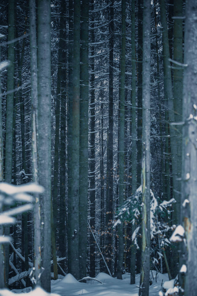 Karlı kış orman Karpat Dağları'nda - Fotoğraf, Görsel