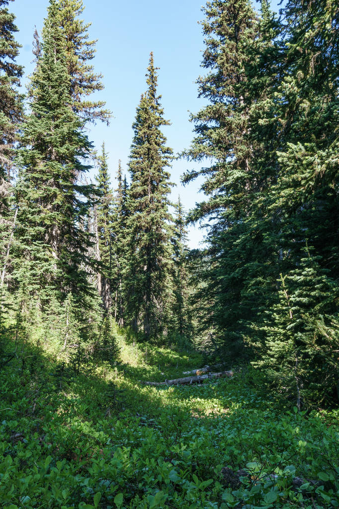 Prachtig uitzicht op de bergen weide in zomer seizoen zonnig weer blauwe hemel en groen bos achtergrond - Foto, afbeelding