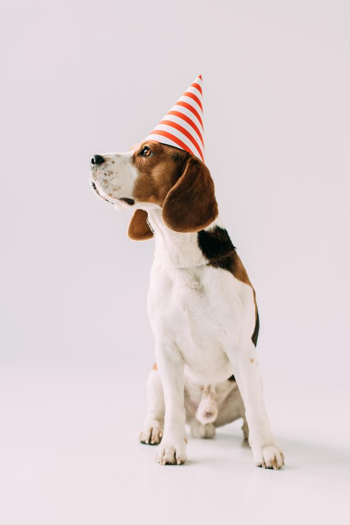 Niedlicher Beagle-Hund sitzt in Partymütze auf grauem Hintergrund - Foto, Bild