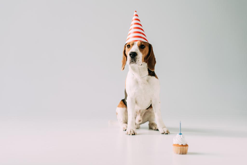 χαριτωμένο beagle σκύλος κάθεται στο κόμμα καπάκι κοντά cupcake σε γκρίζο φόντο - Φωτογραφία, εικόνα