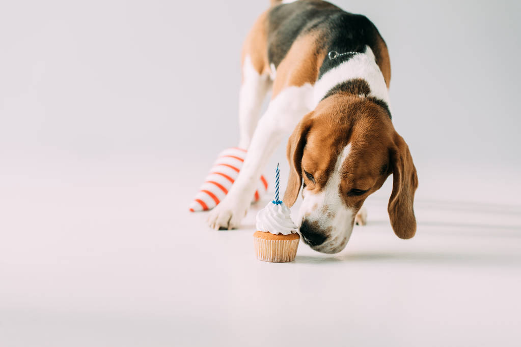 lindo beagle perro oliendo cupcake cerca de la tapa del partido sobre fondo gris
 - Foto, imagen