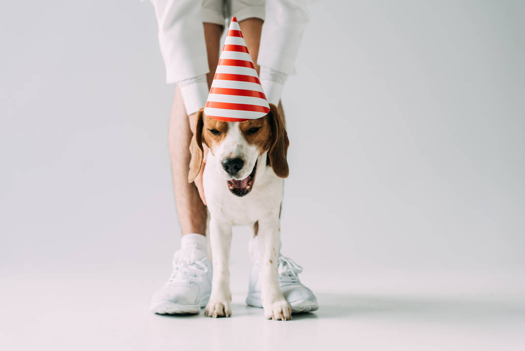 vista recortada del hombre de pie cerca de lindo perro beagle en gorra de fiesta sobre fondo gris
 - Foto, Imagen