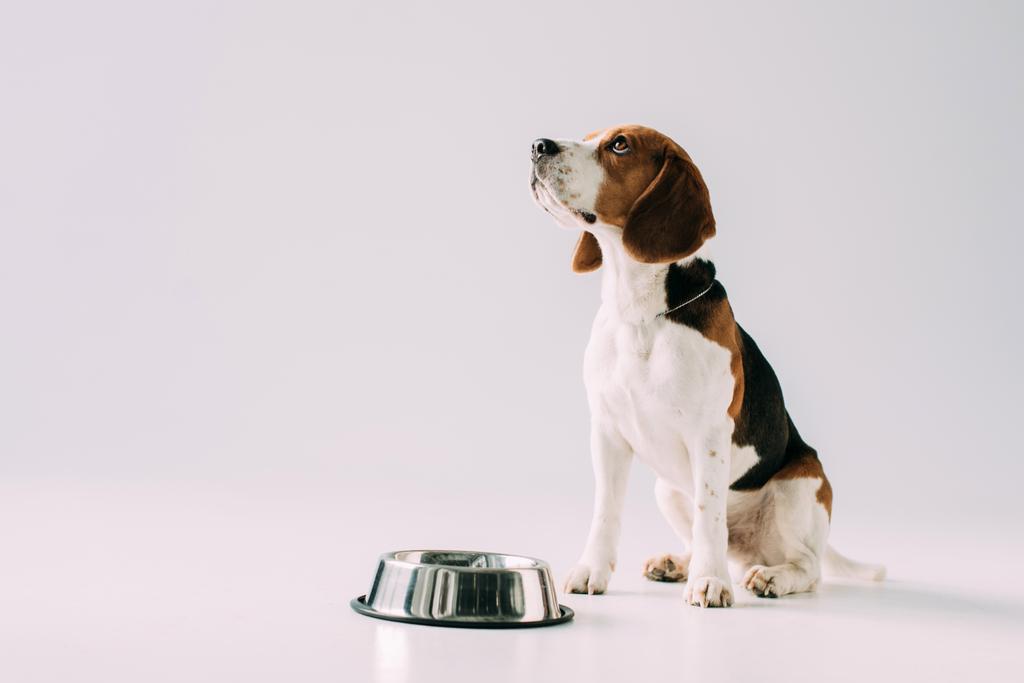 Ładny pies gończy pies siedzi w pobliżu bowl na szarym tle - Zdjęcie, obraz
