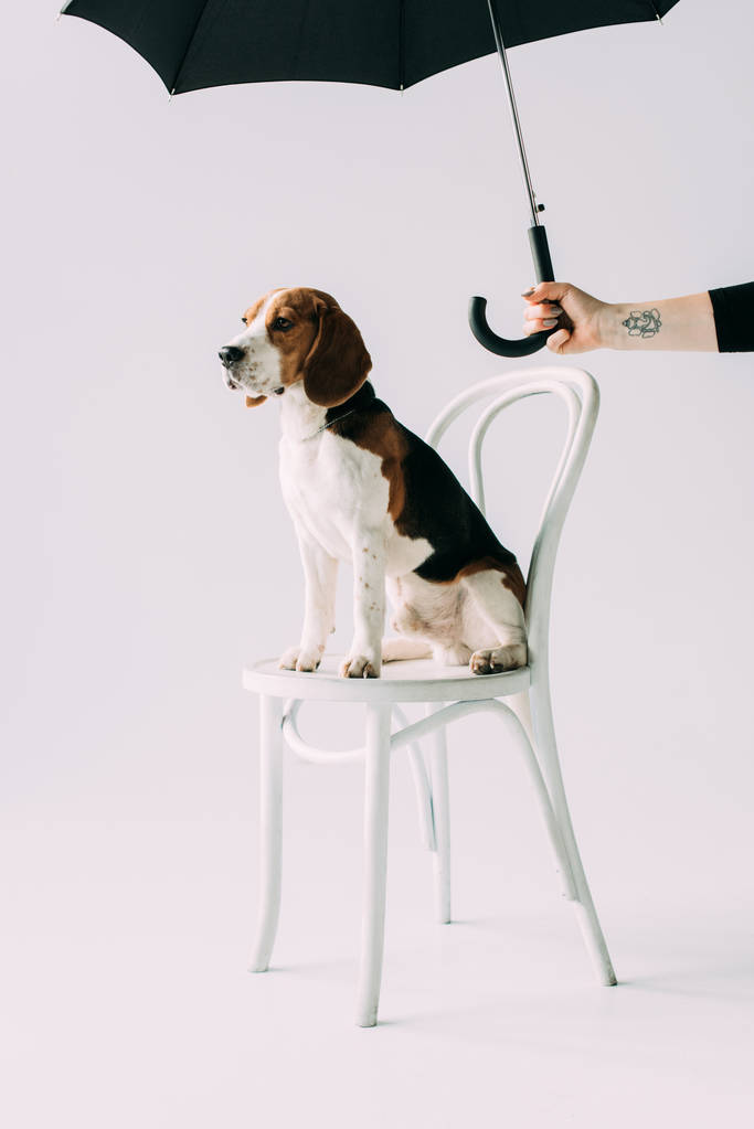 vue recadrée d'une femme tenant un parapluie noir près d'un chien beagle assis sur une chaise sur fond gris
 - Photo, image