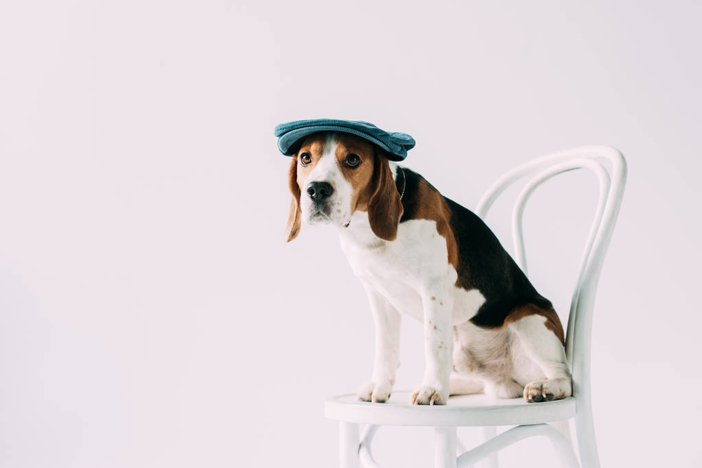 Urocza beagle pies siedzi na krześle biały w kapelusz na szarym tle - Zdjęcie, obraz