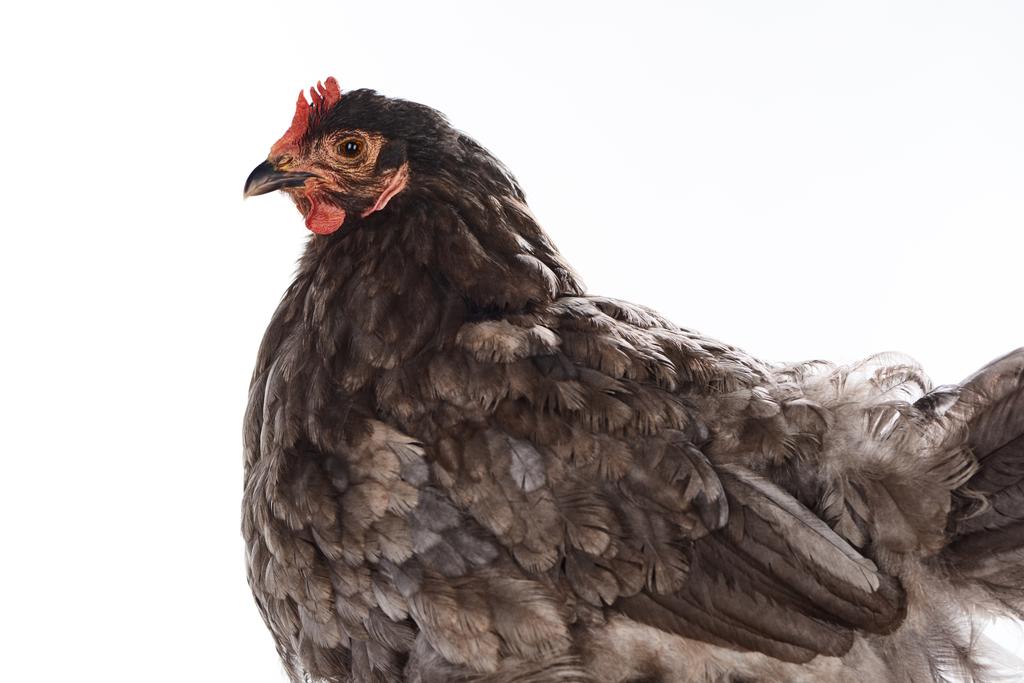 close up of purebred brown hen isolated on white - Photo, Image